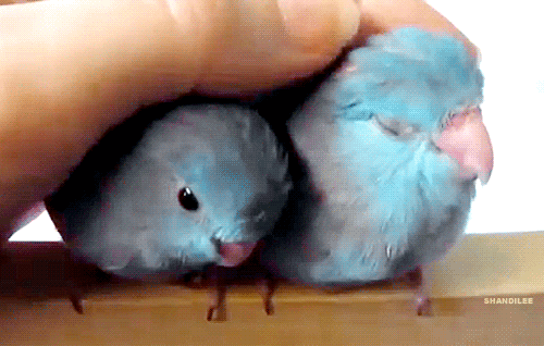 A hand petting two small birds that look like they've been dyed blue