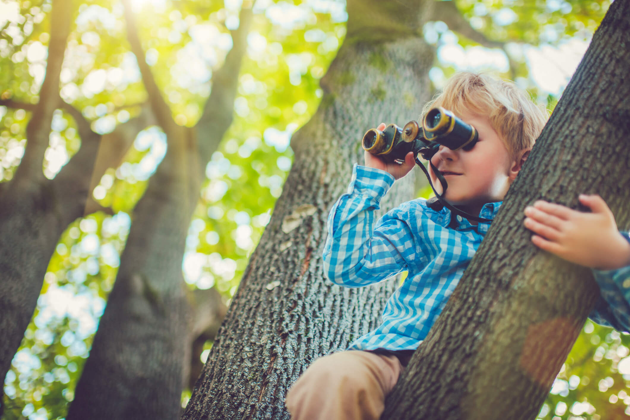 Little boy in a tree, searching for something through binoculars